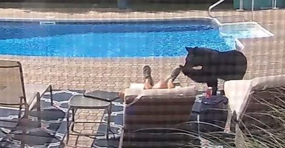 Cámaras de seguridad graban a un oso despertando a un hombre en la piscina y se hace viral Cámaras de seguridad graban a un oso despertando a un hombre en la piscina y se hace viral