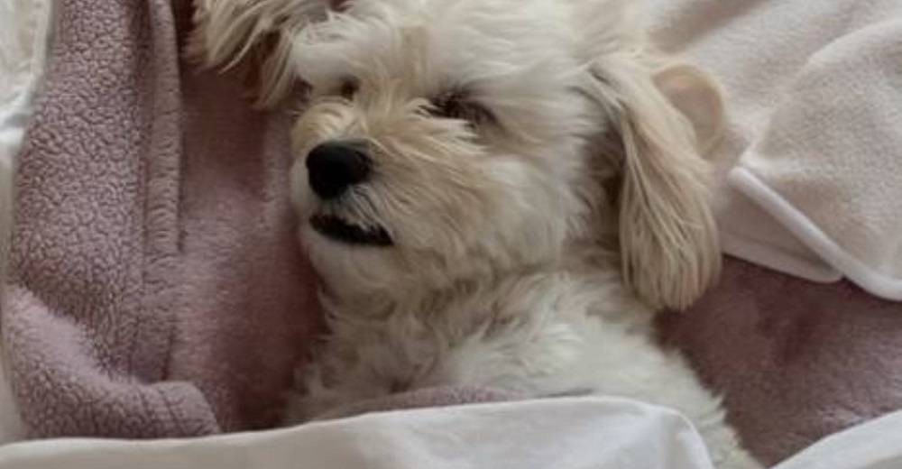Perrita duerme con un ojo abierto por el pánico a que quien le hizo tanto daño regrese algún día Perrita duerme con un ojo abierto por el pánico a que quien le hizo tanto daño regrese algún día