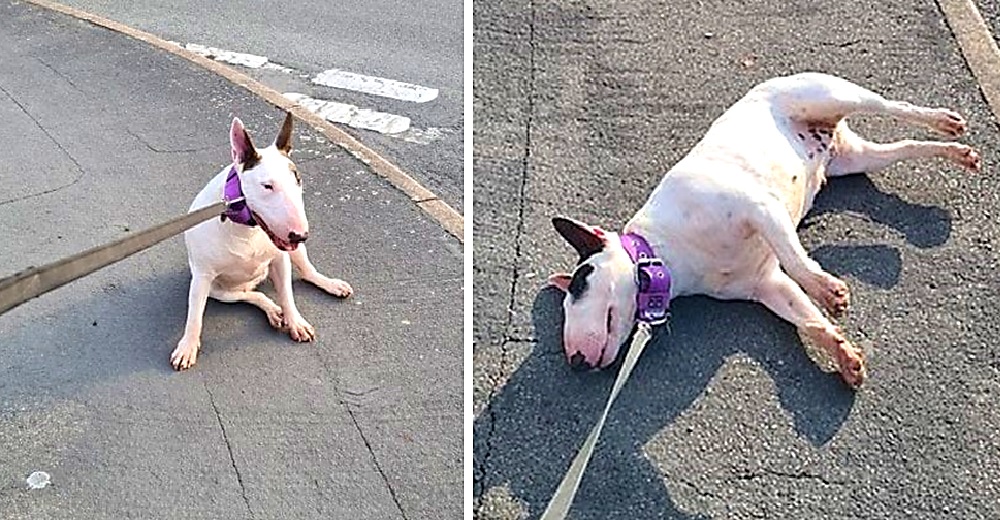 Captan a una bull terrier casi «inconsciente» en el pavimento ante la indiferencia de su dueña