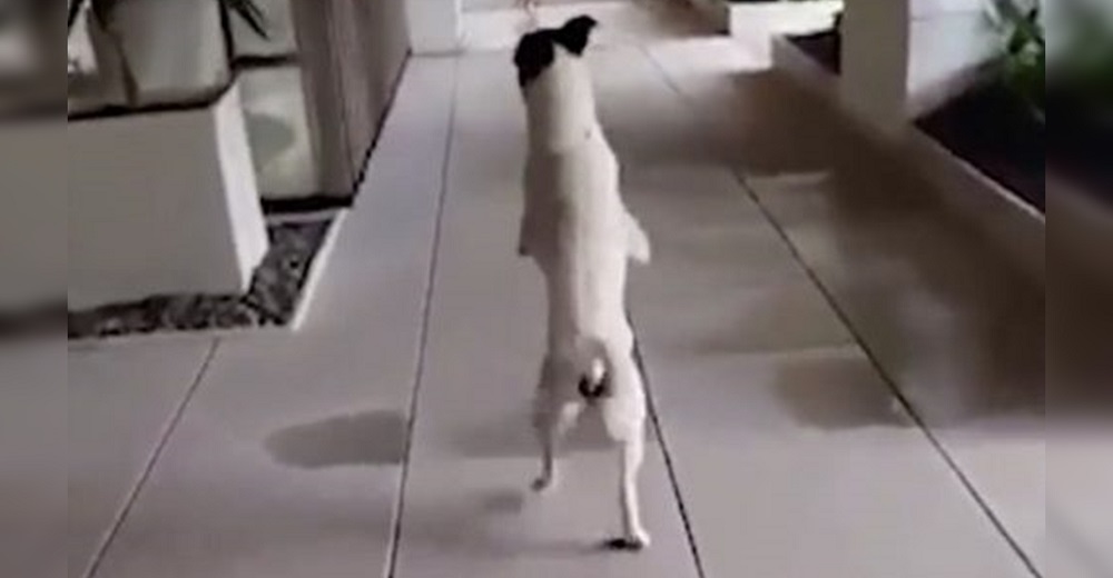 Ven a un perrito caminando con las patas traseras, cuando se da la vuelta hace llorar a muchos Ven a un perrito caminando con las patas traseras, cuando se da la vuelta hace llorar a muchos