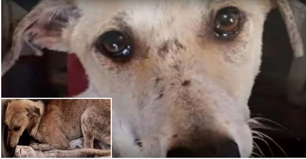 Perrito sumido en la tristeza suspira en la esquina de un refugio por la familia que lo dejó