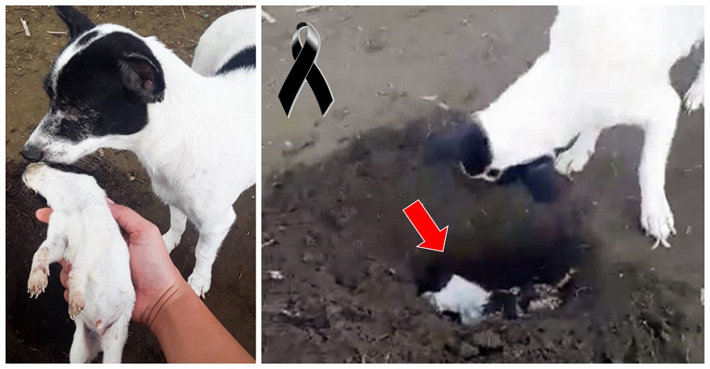 Graban a una madre devastada cavando una tumba para sepultar a su cachorro recién fallecido