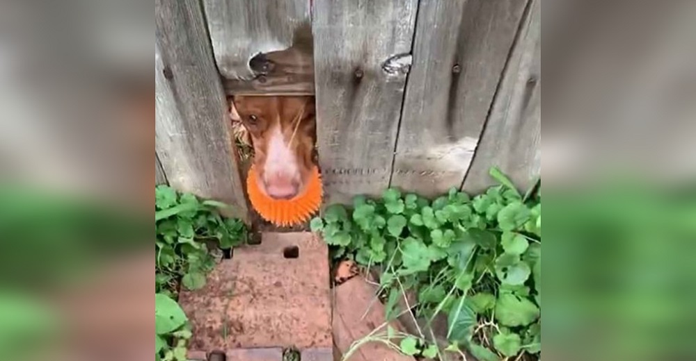 Descubre a la perrita de la vecina en el agujero que cavó en la cerca para pedir ayuda