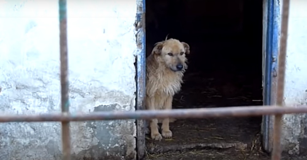 Perrita derrotada con ojos llenos de dolor sólo esperaba morir en un horrible refugio