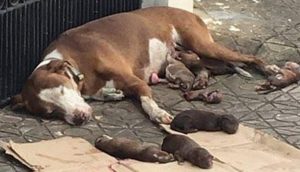 Rescatan a la perrita que dio a luz en la acera y protegió a sus bebés con amor hasta el final