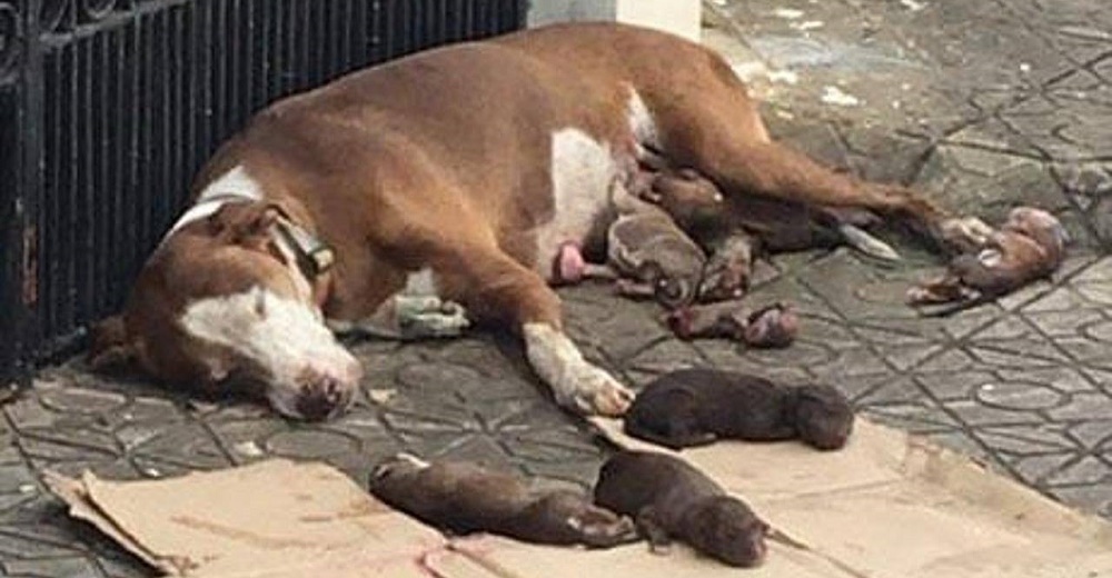 Rescatan a la perrita que dio a luz en la acera y protegió a sus bebés con amor hasta el final