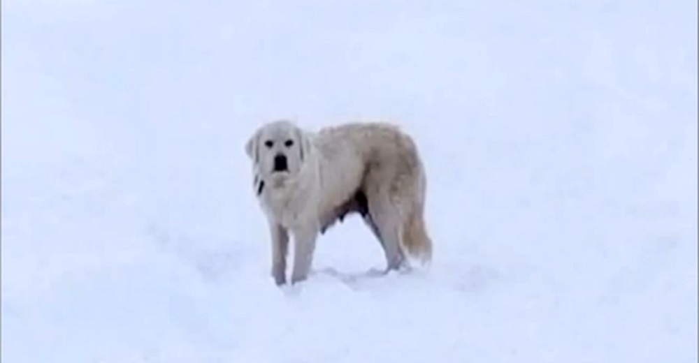 Pareja que paseaba por la nieve comprende las señales de una mamá angustiada suplicando ayuda Pareja que paseaba por la nieve comprende las señales de una mamá angustiada suplicando ayuda