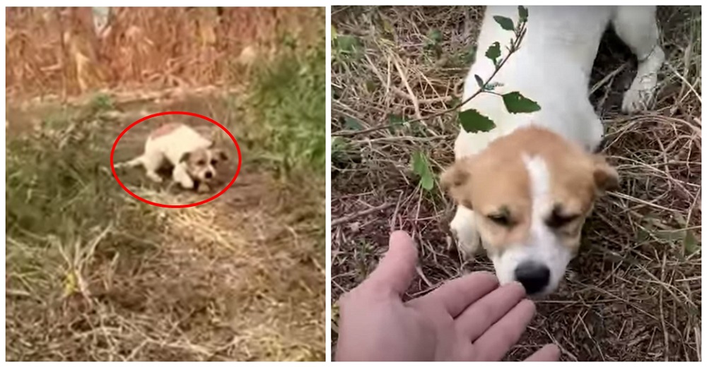 Cachorrita agotada de tanto correr huyendo de la tormenta, ve que alguien le extiende una mano