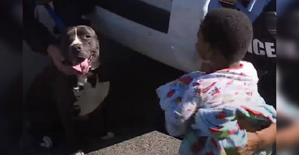 Un pitbull callejero reacciona al ver a un niño desaparecido que nadie reclamaba