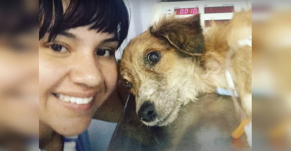 Una mujer llora sobre el perrito que «murió» solo en una caja, pero de pronto lo escucha jadear Una mujer llora sobre el perrito que «murió» solo en una caja, pero de pronto lo escucha jadear