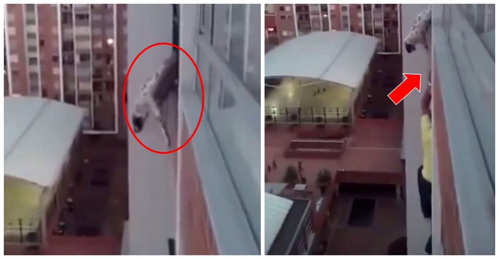Graban a un hombre junto a un perro a punto de caer al vacío y Tik Tok elimina el video Graban a un hombre junto a un perro a punto de caer al vacío y Tik Tok elimina el video