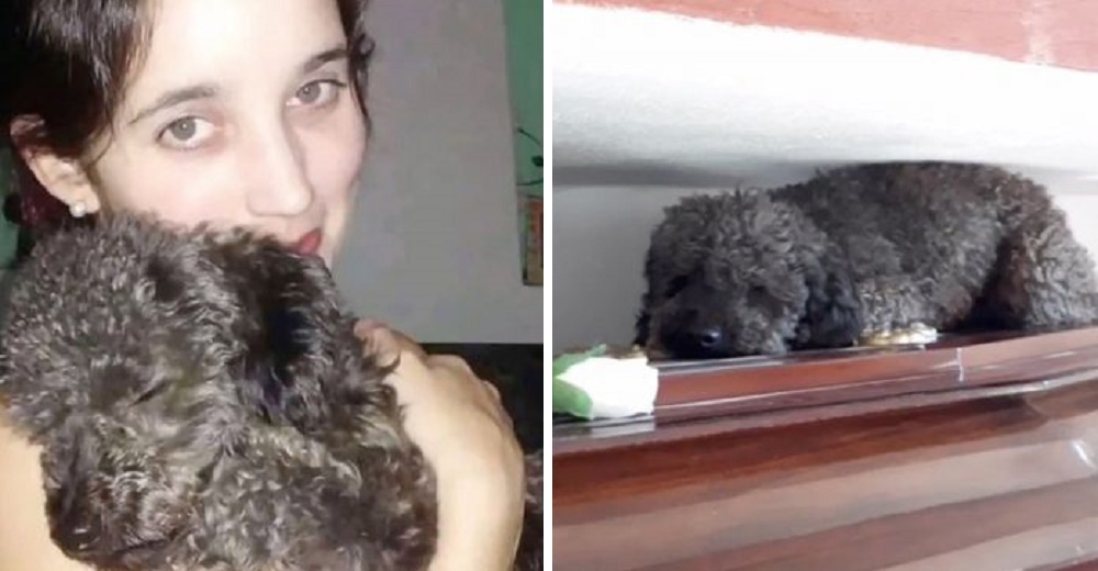 Perrito leal no puede olvidar a su amada dueña incluso 4 años después de haber fallecido