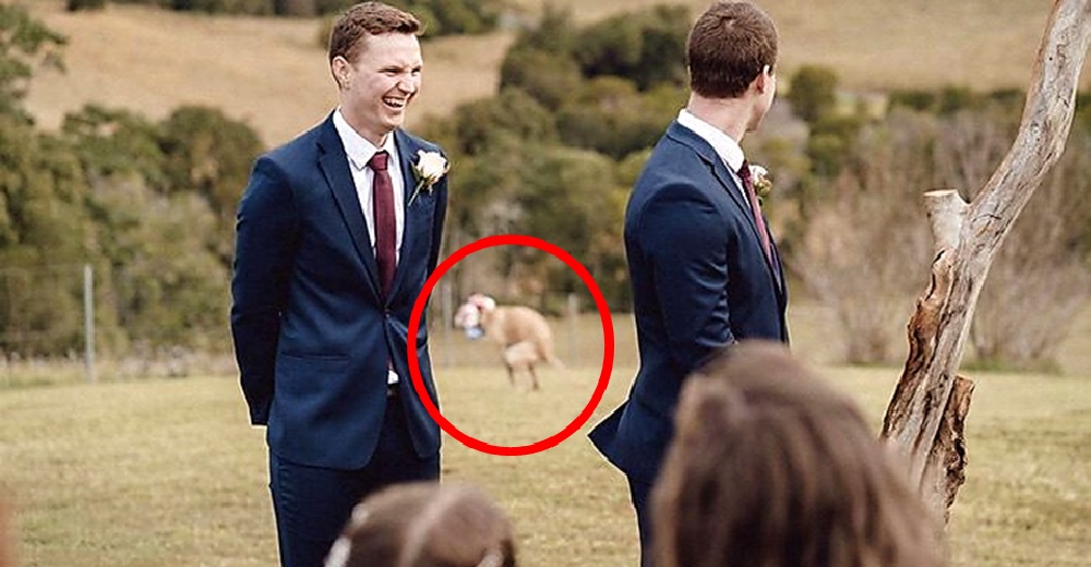 La madre de la novia interrumpe la boda consternada al ver a la perrita haciendo sus necesidades La madre de la novia interrumpe la boda consternada al ver a la perrita haciendo sus necesidades