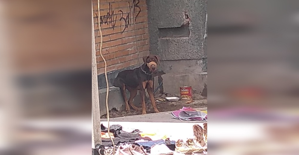 Piden justicia para la perrita que pasa con una corta cadena sin poder recostarse ni comer