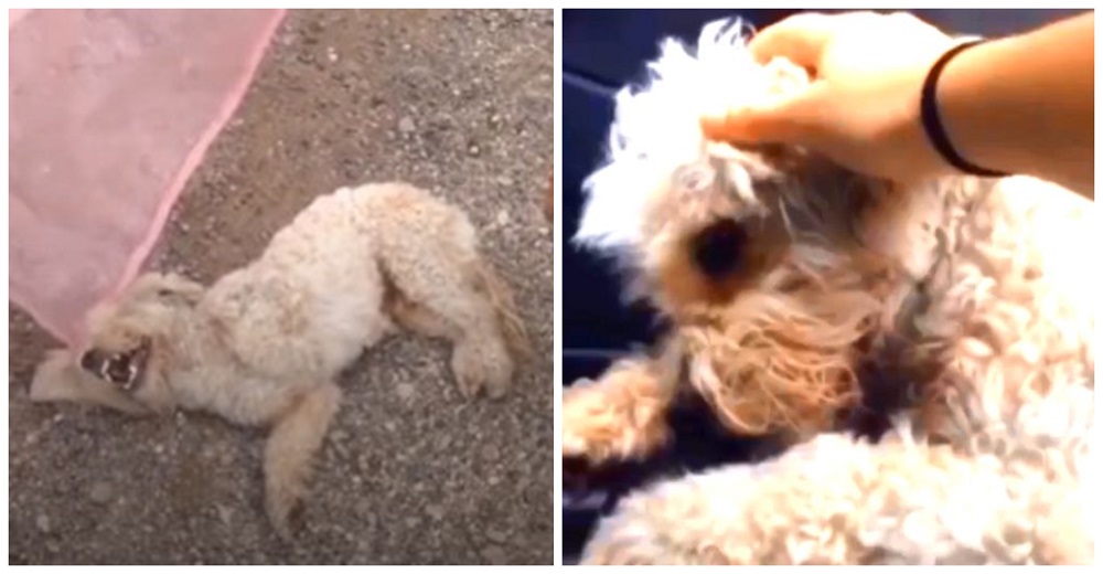 Perrito es dejado a su suerte como un bulto cualquiera en medio de una peligrosa carretera