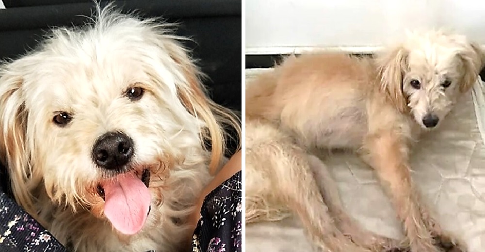 El perrito que fue olvidado en una gasolinera recorre 60 kil贸metros buscando a su familia El perrito que fue olvidado en una gasolinera recorre 60 kil贸metros buscando a su familia