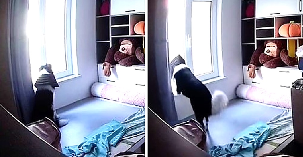 Cámaras de seguridad graban las 10 horas que pasó un perrito esperando a su dueña en la ventana