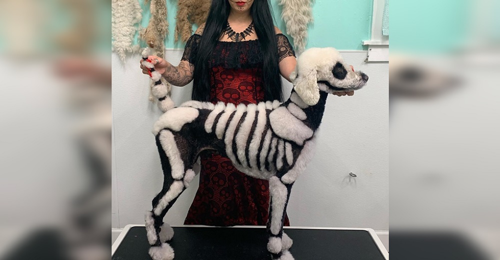 Muestra orgullosa a su perrito caniche convertido en esqueleto andante para Halloween Muestra orgullosa a su perrito caniche convertido en esqueleto andante para Halloween