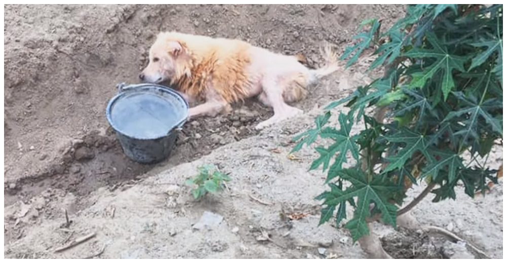 Un vecino lo deja inválido y su dueño decide abandonarlo en una zanja, pero él se niega a morir