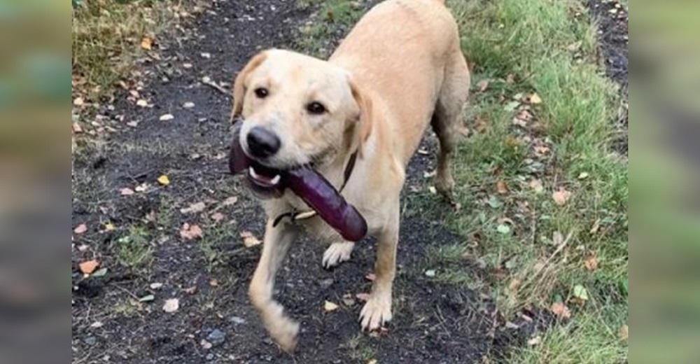 Orgulloso perrito se resiste a desprenderse del mejor «juguete» que pudo encontrar en el camino