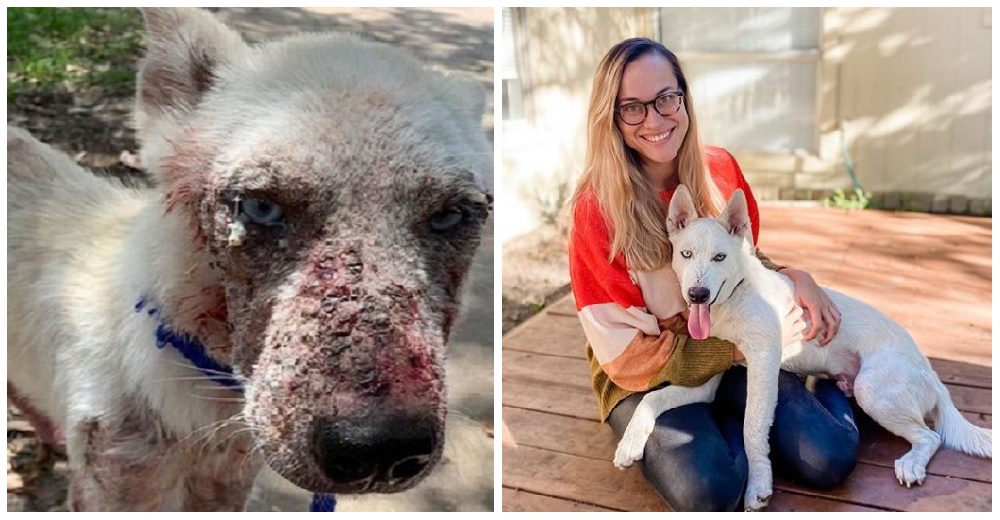 Perro lampiño sin ganas de vivir y con miedo a las personas, aprende a confiar en su nueva mamá Perro lampiño sin ganas de vivir y con miedo a las personas, aprende a confiar en su nueva mamá