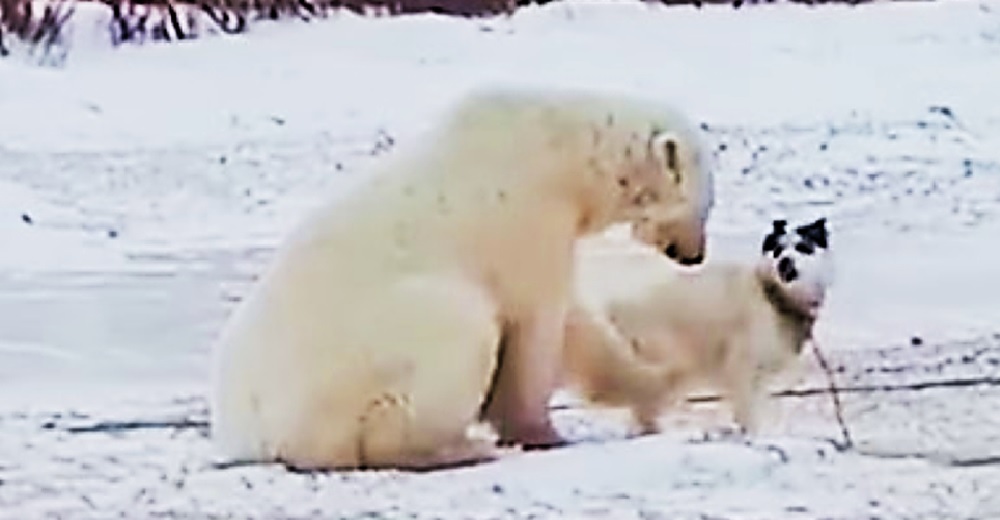 Un oso polar se encuentra con un indefenso perrito encadenado y su instinto le hace actuar