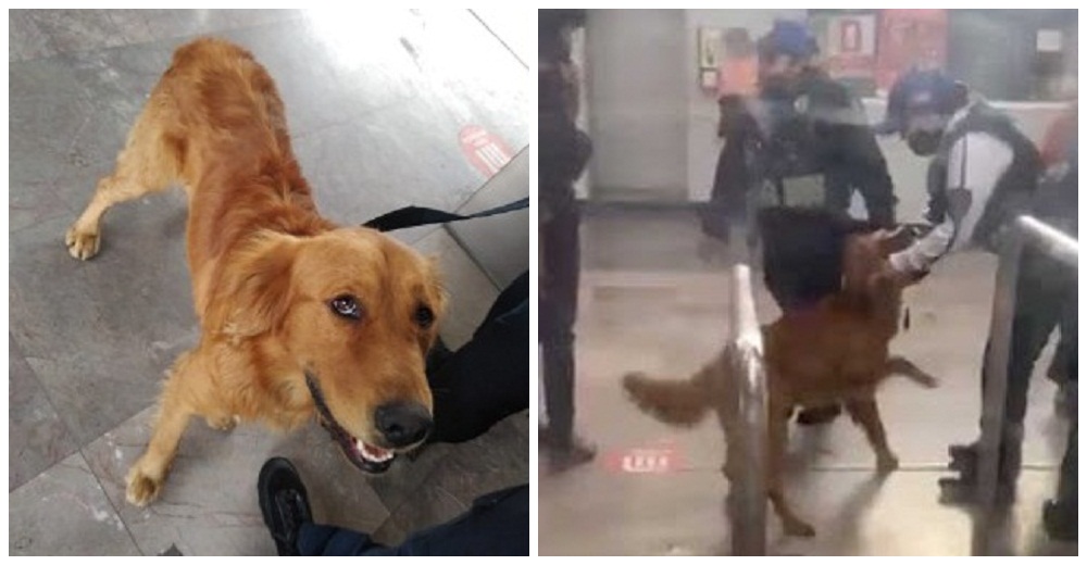 Acuden a las redes para localizar al dueño de un desesperado perrito que deambulaba en el metro