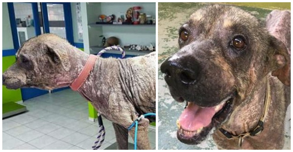 Un perrito “convertido en piedra” interrumpe las vacaciones de una mujer y ella reacciona Un perrito “convertido en piedra” interrumpe las vacaciones de una mujer y ella reacciona
