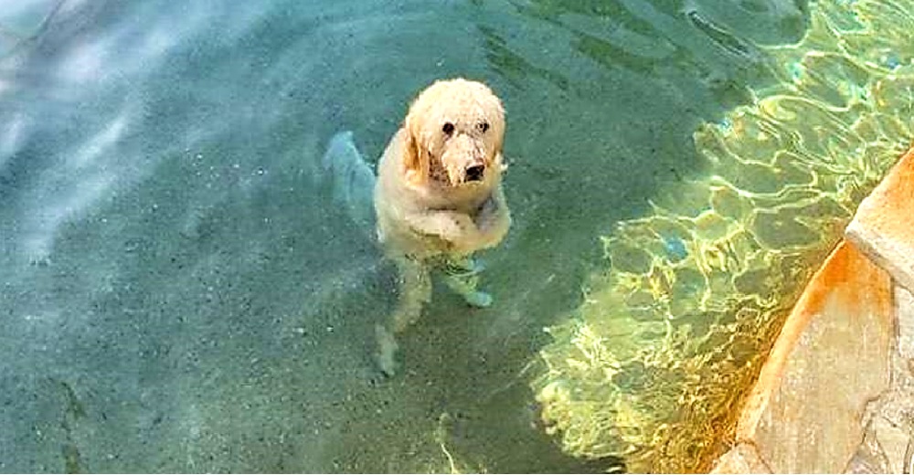 Aunque ya no tiene fuerzas para nadar se las ingenia para alcanzar su juguete en la piscina Aunque ya no tiene fuerzas para nadar se las ingenia para alcanzar su juguete en la piscina