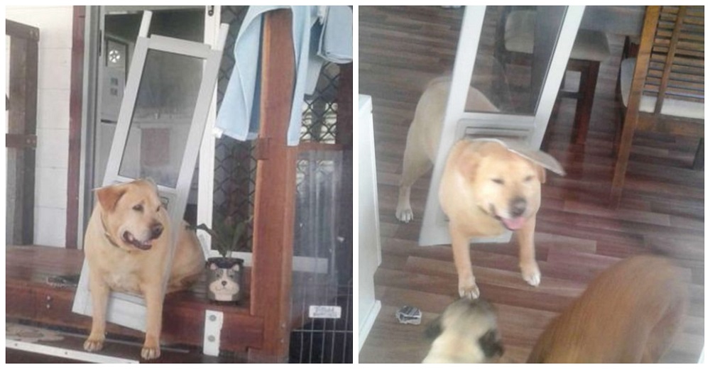 Un preocupado perro desconcierta a sus dueños al aparecer arrastrando la puerta para perros Un preocupado perro desconcierta a sus dueños al aparecer arrastrando la puerta para perros