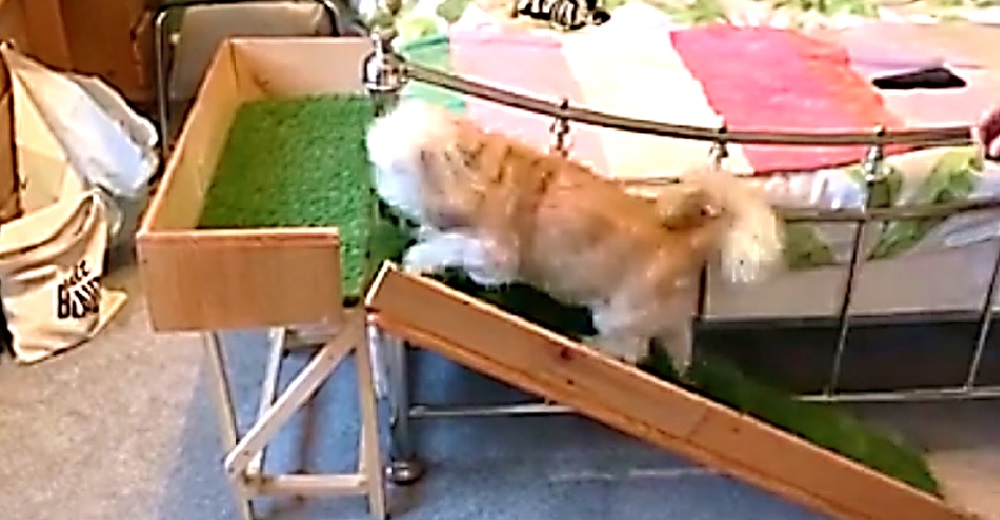 Perrita anciana empieza a sufrir de la columna y su abuelo sabe qué hacer para verla sonreír Perrita anciana empieza a sufrir de la columna y su abuelo sabe qué hacer para verla sonreír