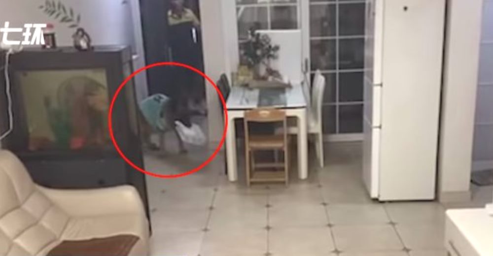 Perro es grabado recibiendo un paquete en casa mientras su dueño estaba trabajando
