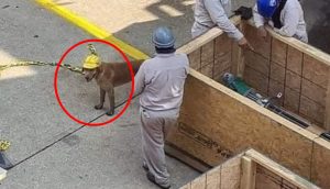 Empleados de una refinería actúan ante el perrito callejero que se les acercaba cada día