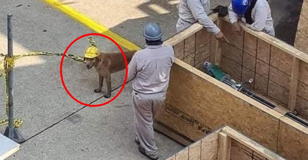 Empleados de una refinería actúan ante el perrito callejero que se les acercaba cada día