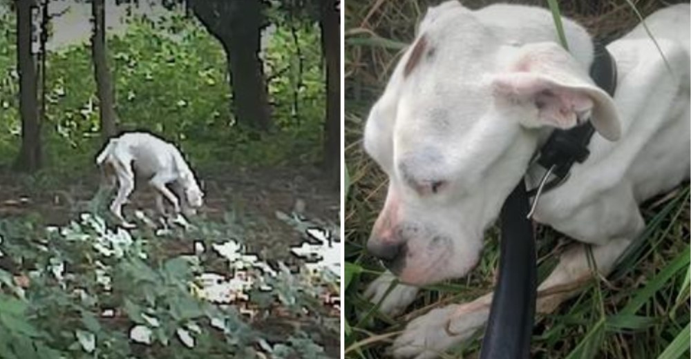 Grita conmovido cuando ve un perro que era «piel y huesos» caminando por su jardín