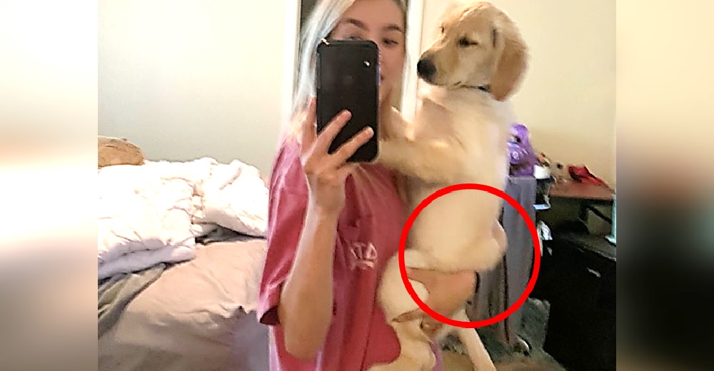 Todos en las redes hablan sobre las extrañas “nalguitas” de este adorable Golden Todos en las redes hablan sobre las extrañas “nalguitas” de este adorable Golden