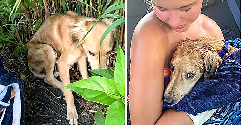 Gastan 4 mil dólares en el perrito que encontraron durante sus vacaciones y necesitan ayuda Gastan 4 mil dólares en el perrito que encontraron durante sus vacaciones y necesitan ayuda