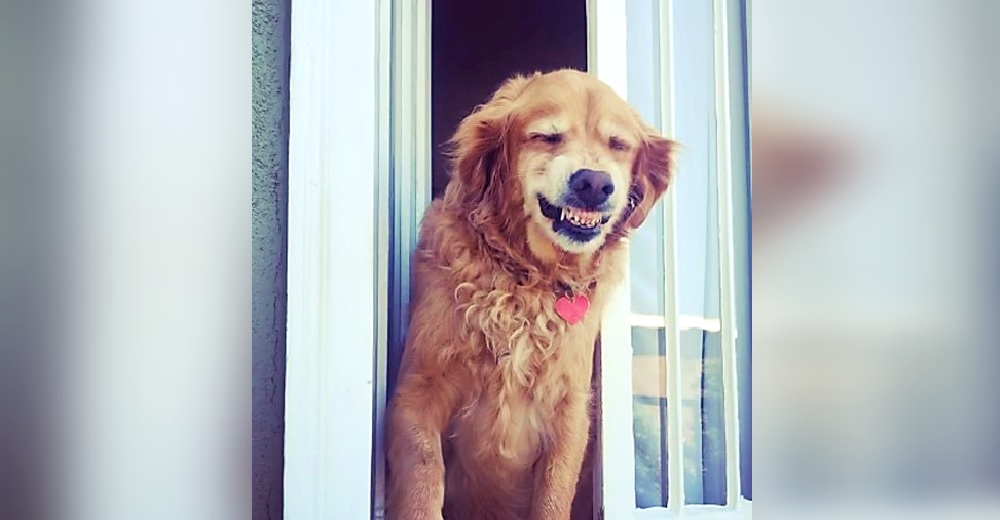 Graban la reacción de un perrito al ver a los vecinos desde su ventana Graban la reacción de un perrito al ver a los vecinos desde su ventana