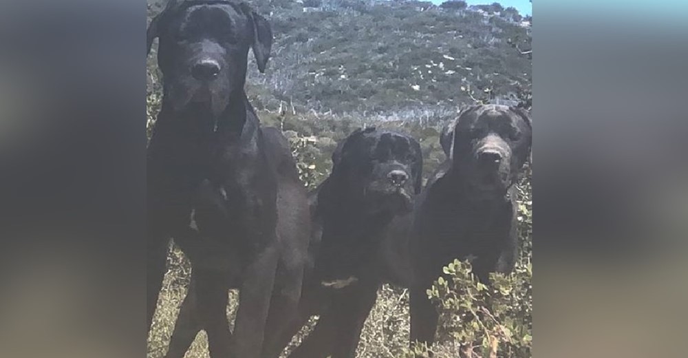 Una mujer halla 3 perros abandonados y se niegan a rescatarlos porque era un área peligrosa