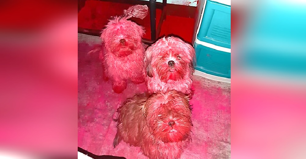 La dueña de 3 perritos se alarma al encontrarlos completamente teñidos de color rosa La dueña de 3 perritos se alarma al encontrarlos completamente teñidos de color rosa