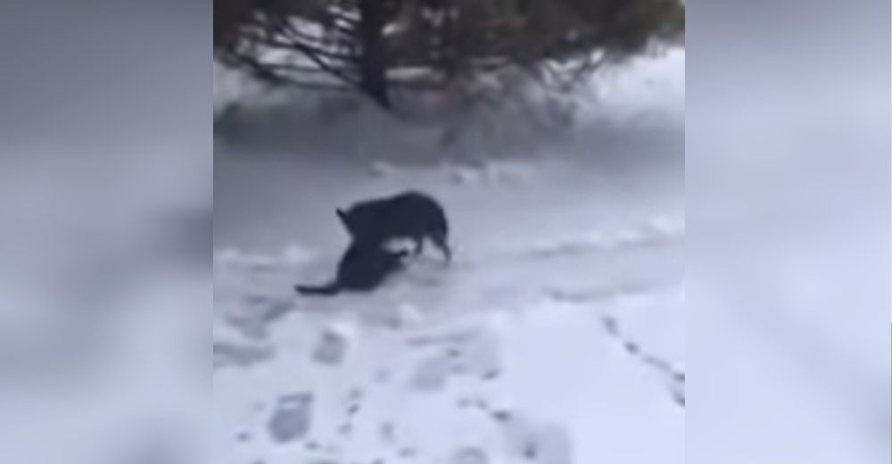 Graban a un perro arrastrando a un gato a punto de congelarse en la nieve para salvarle la vida