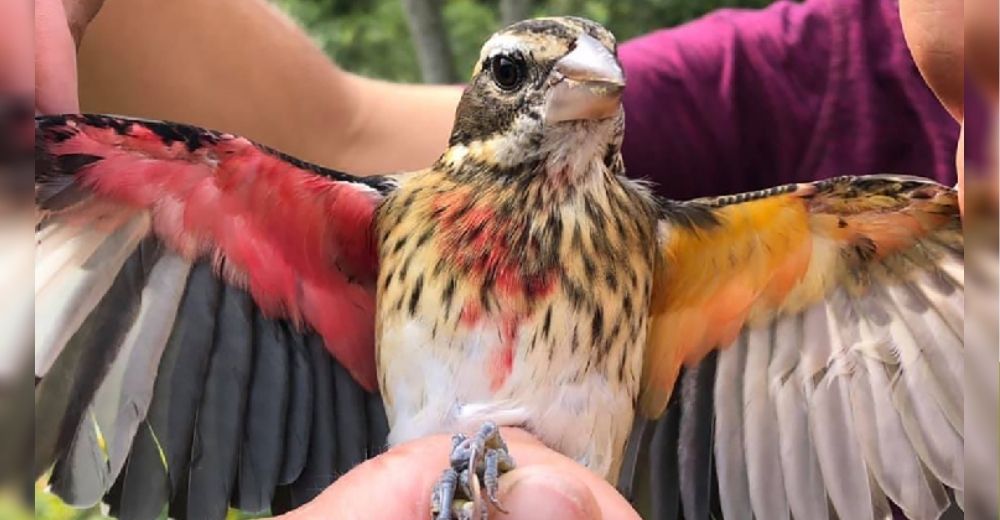 Resuelven el misterio de la rara ave que desconcertó a los expertos por su bisexualidad