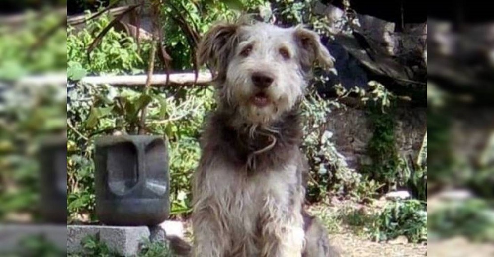 Cuando encontró a su perrito estaba aislado y a punto de ser sacrificado injustamente Cuando encontró a su perrito estaba aislado y a punto de ser sacrificado injustamente