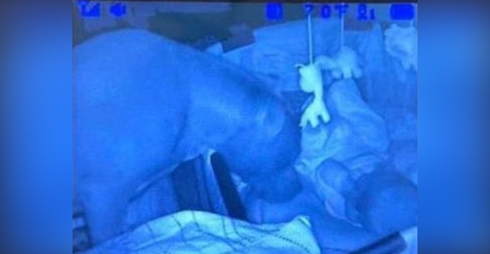 Se quedan desconcertados al descubrir en el monitor a su pitbull acercándose al rostro del bebé
