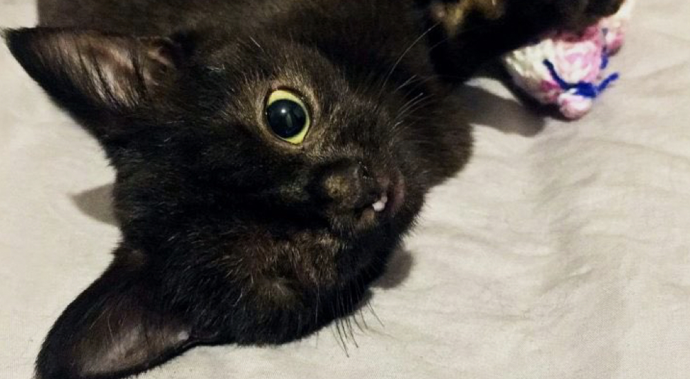 Gatita con labio leporino y un ojo sufre todos los rechazos hasta que alguien lee su historia Gatita con labio leporino y un ojo sufre todos los rechazos hasta que alguien lee su historia