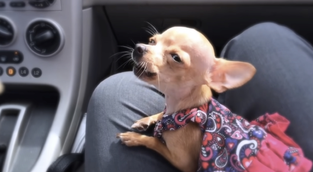 Diminuta chihuahua canta con todo su corazón en el coche para su abuelo Diminuta chihuahua canta con todo su corazón en el coche para su abuelo