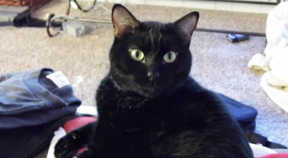 Encuentra vivo a su gato 2 años después del devastador incendio de su casa Encuentra vivo a su gato 2 años después del devastador incendio de su casa