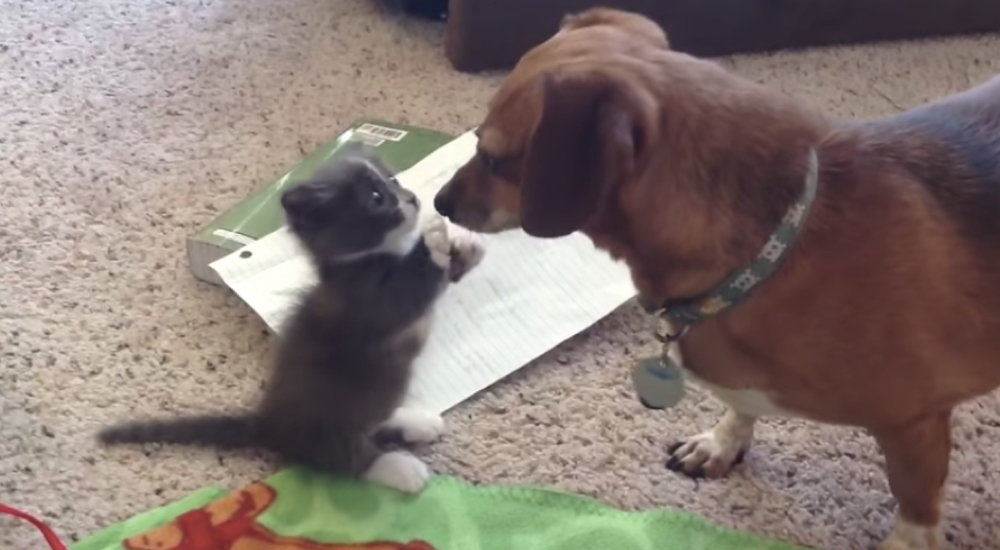 Diminuta gatita queda hipnotizada al conocer al perro salchicha de la familia y se hace viral Diminuta gatita queda hipnotizada al conocer al perro salchicha de la familia y se hace viral