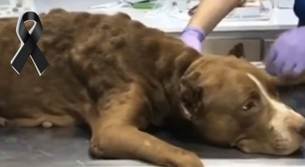Perrita hallada con una cuerda que casi le quita el aire había perdido todas sus ganas de luchar Perrita hallada con una cuerda que casi le quita el aire había perdido todas sus ganas de luchar