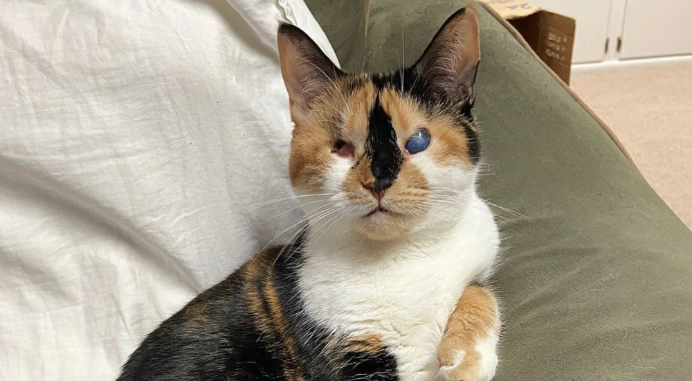 Los veterinarios se niegan a hacer todo por una gatita encontrada en la basura y termina ciega Los veterinarios se niegan a hacer todo por una gatita encontrada en la basura y termina ciega